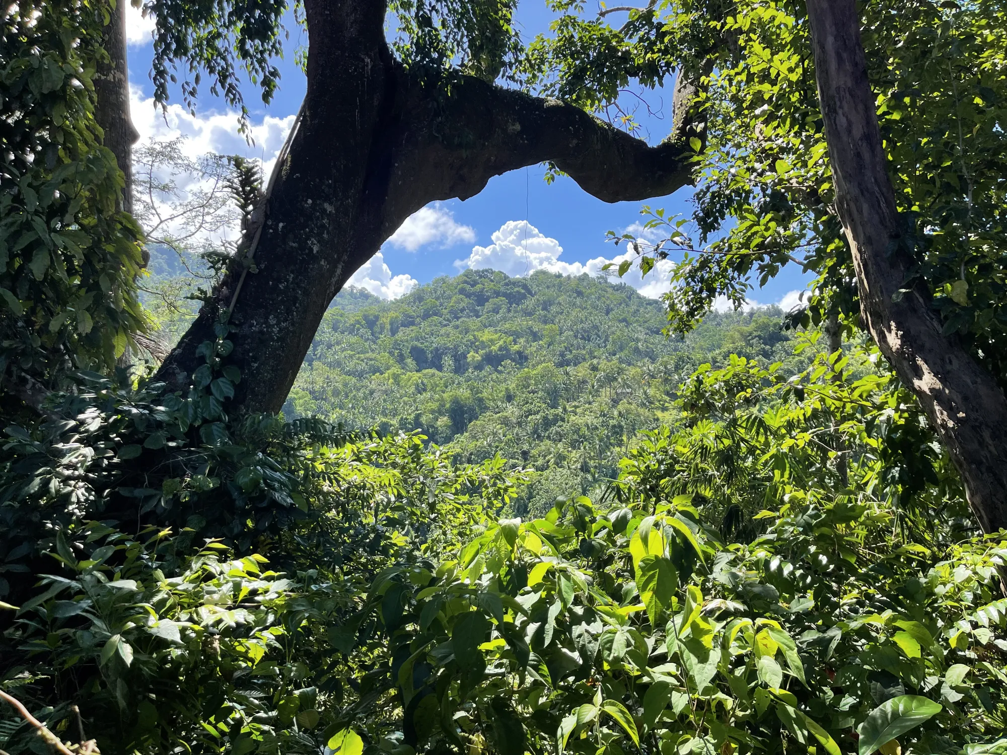 Apolong Brewery in the mountains of Negros Oriental